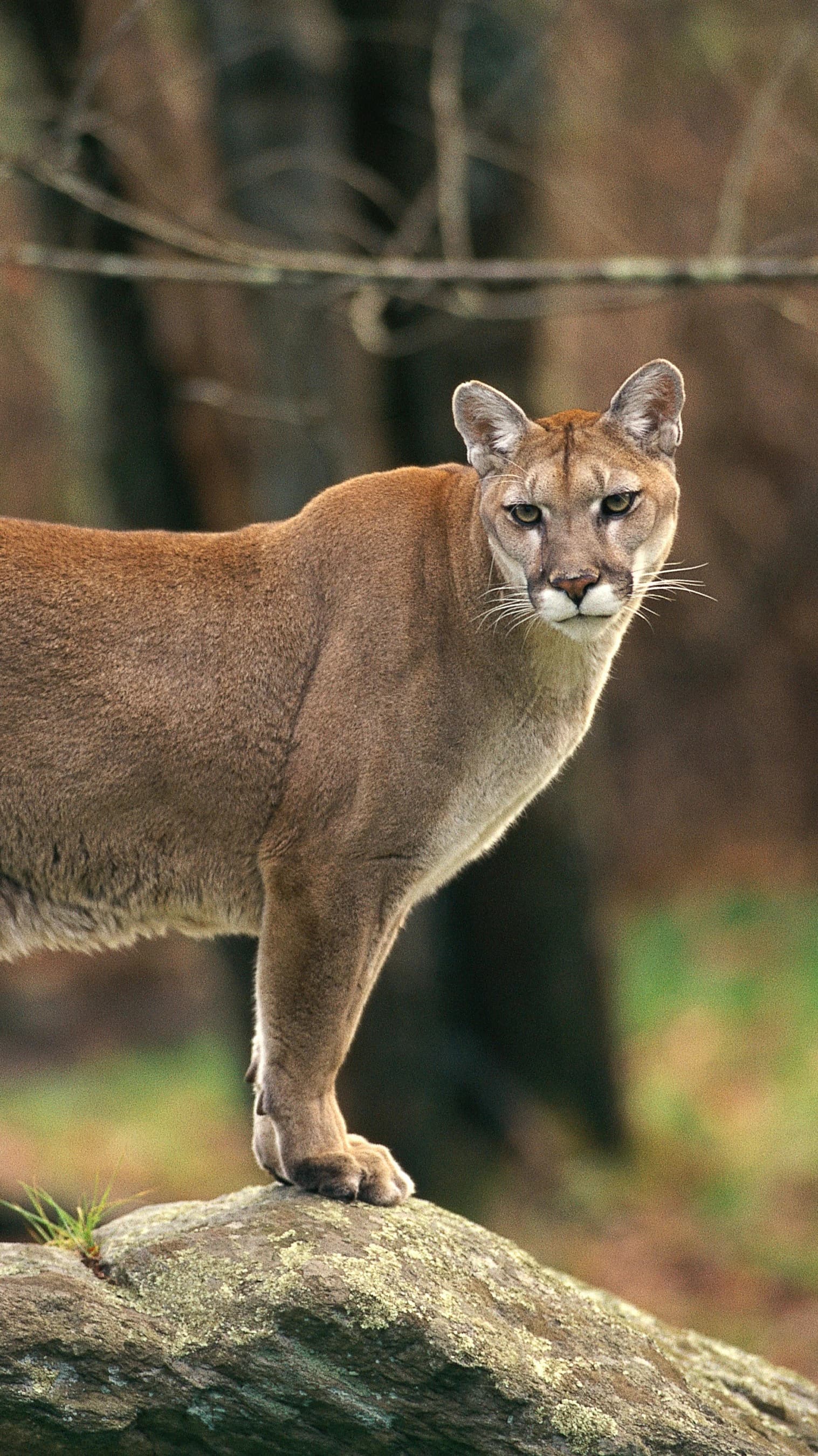 Pumas and Pampas — Torres del Paine