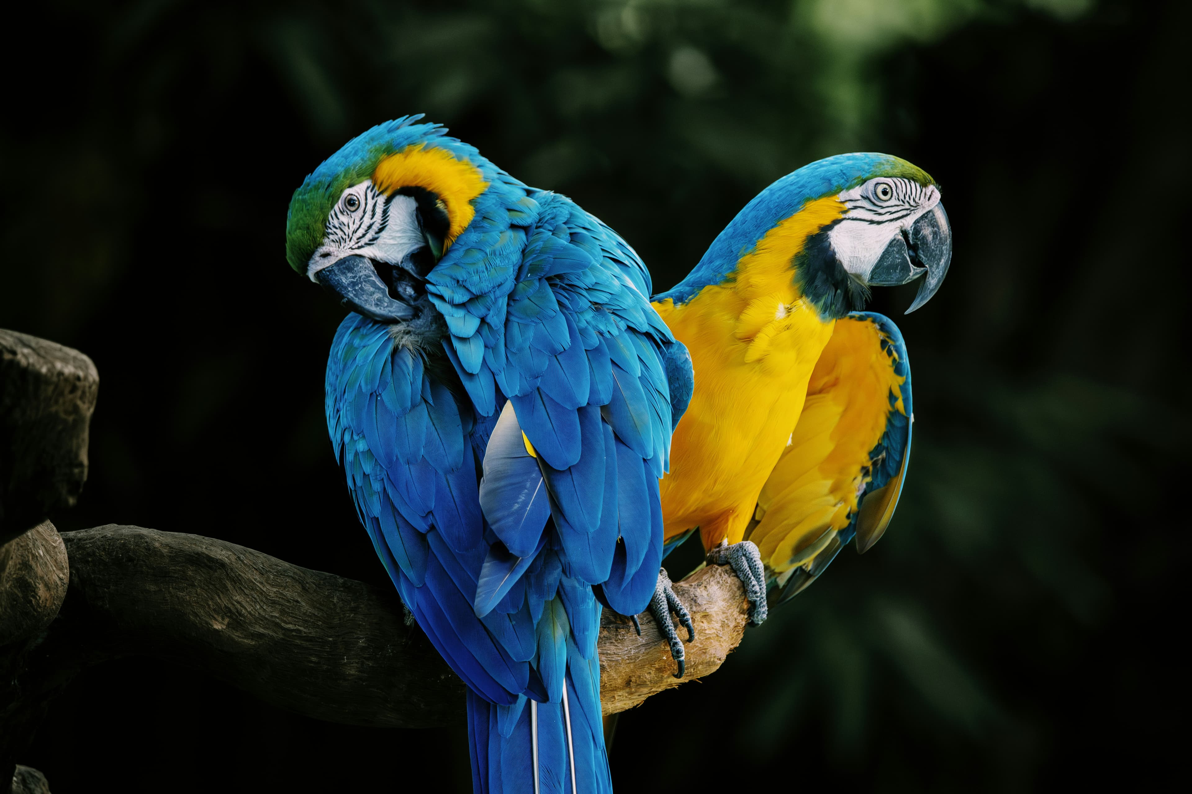 Brazil