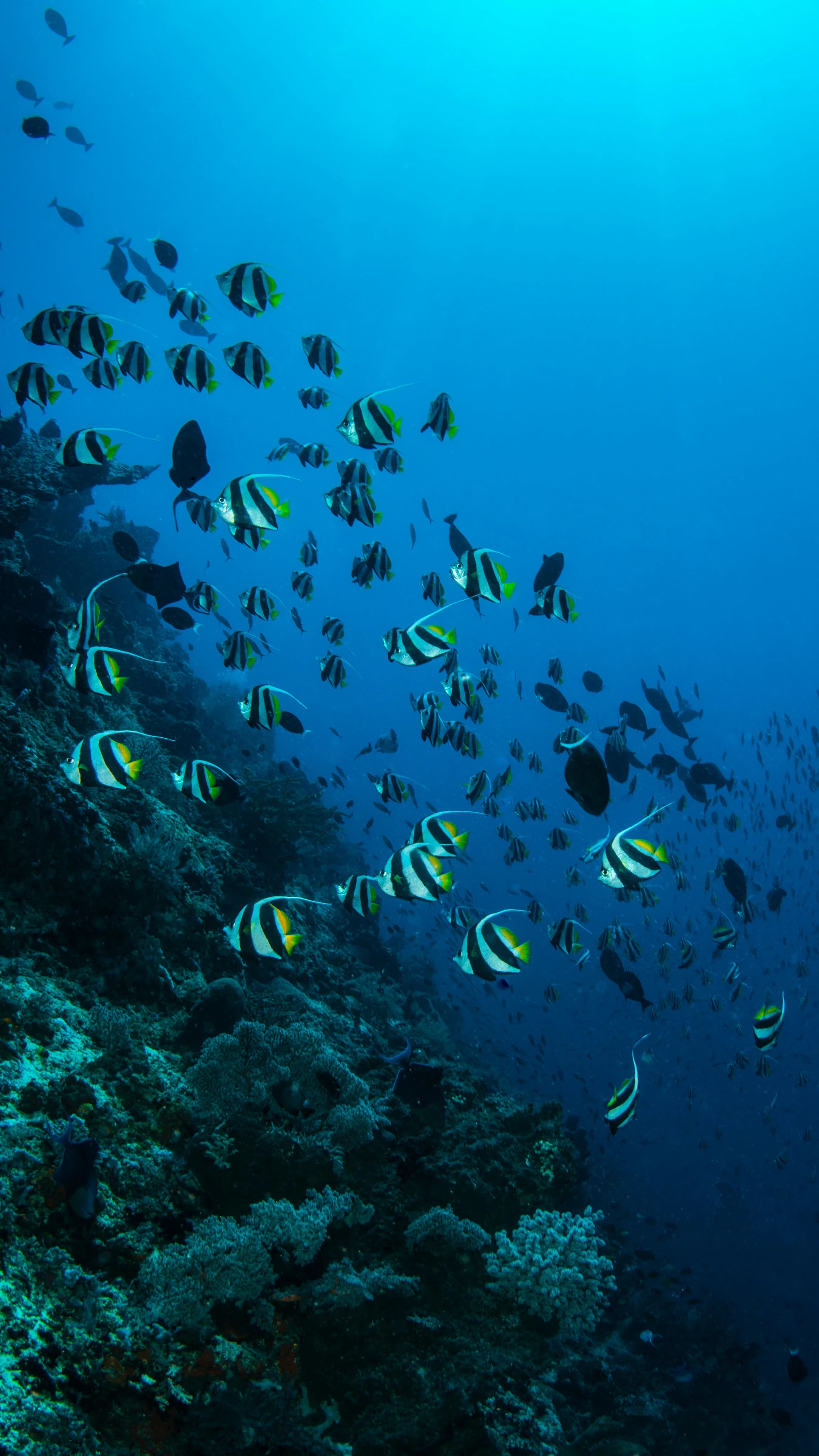Outer Reef — Lizard Island