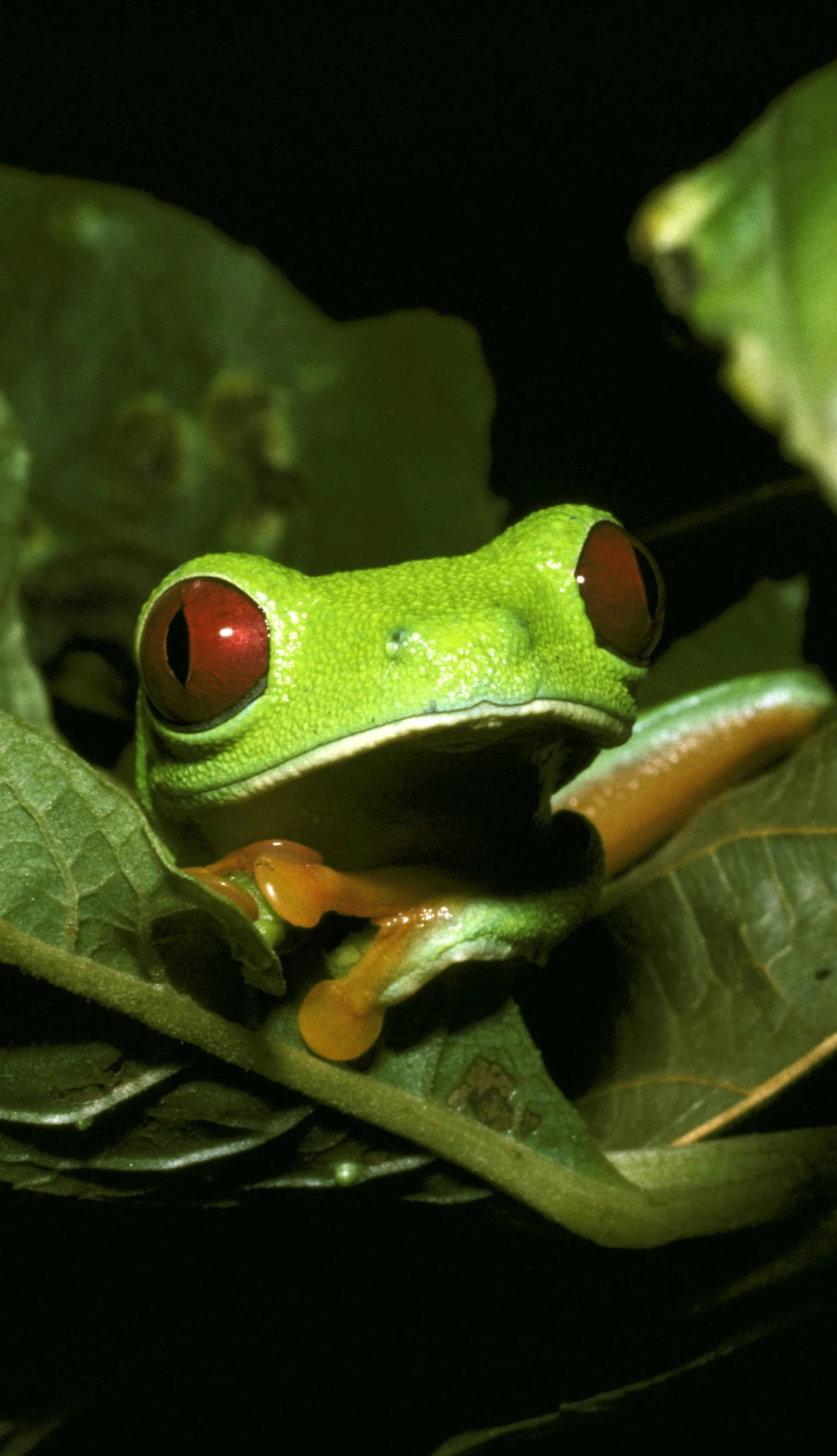 After Dark in the Jungle — Rio Negro, Amazon