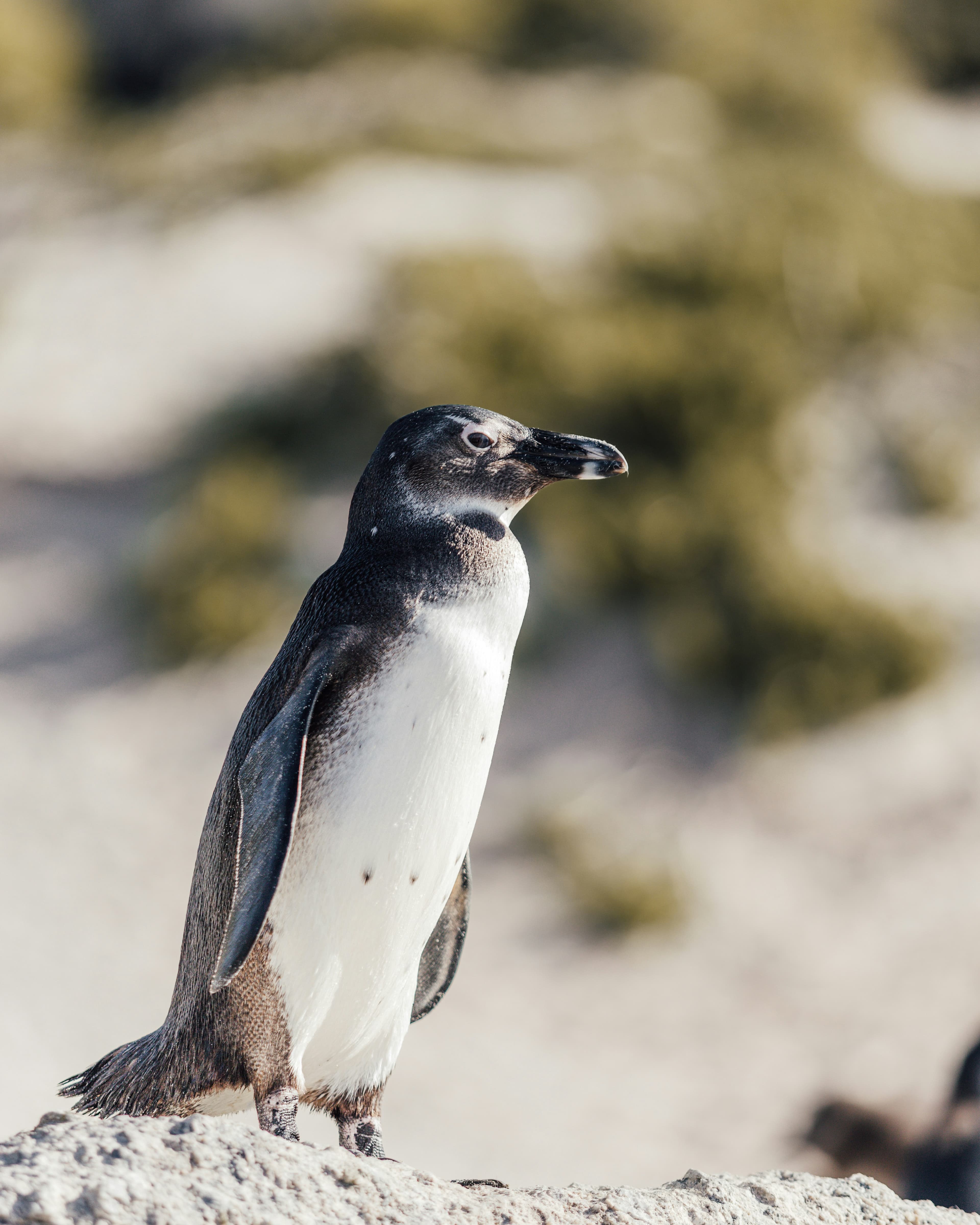 Penguins at Dusk — Phillip Island