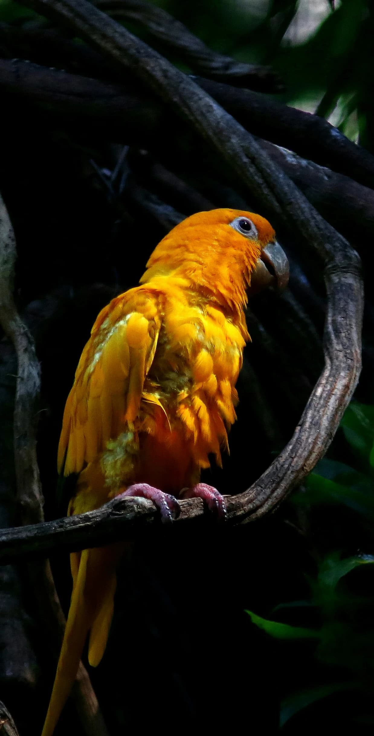 From the Ground and From Above — Cerrado, Cocos
