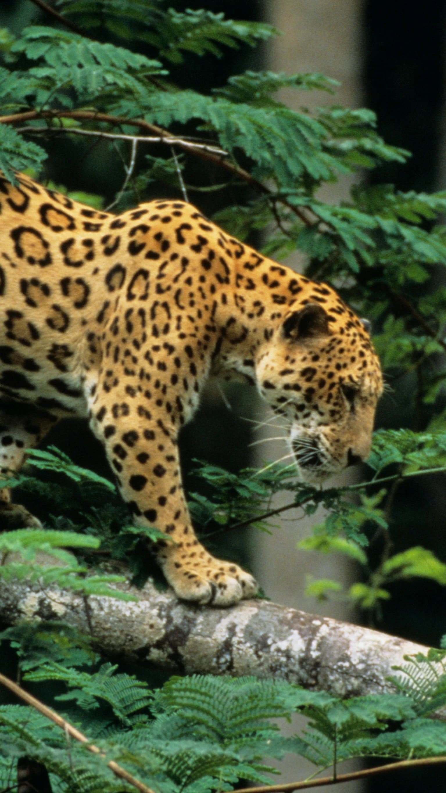Jaguars, Jeeps and the Open Wetland — Pantanal