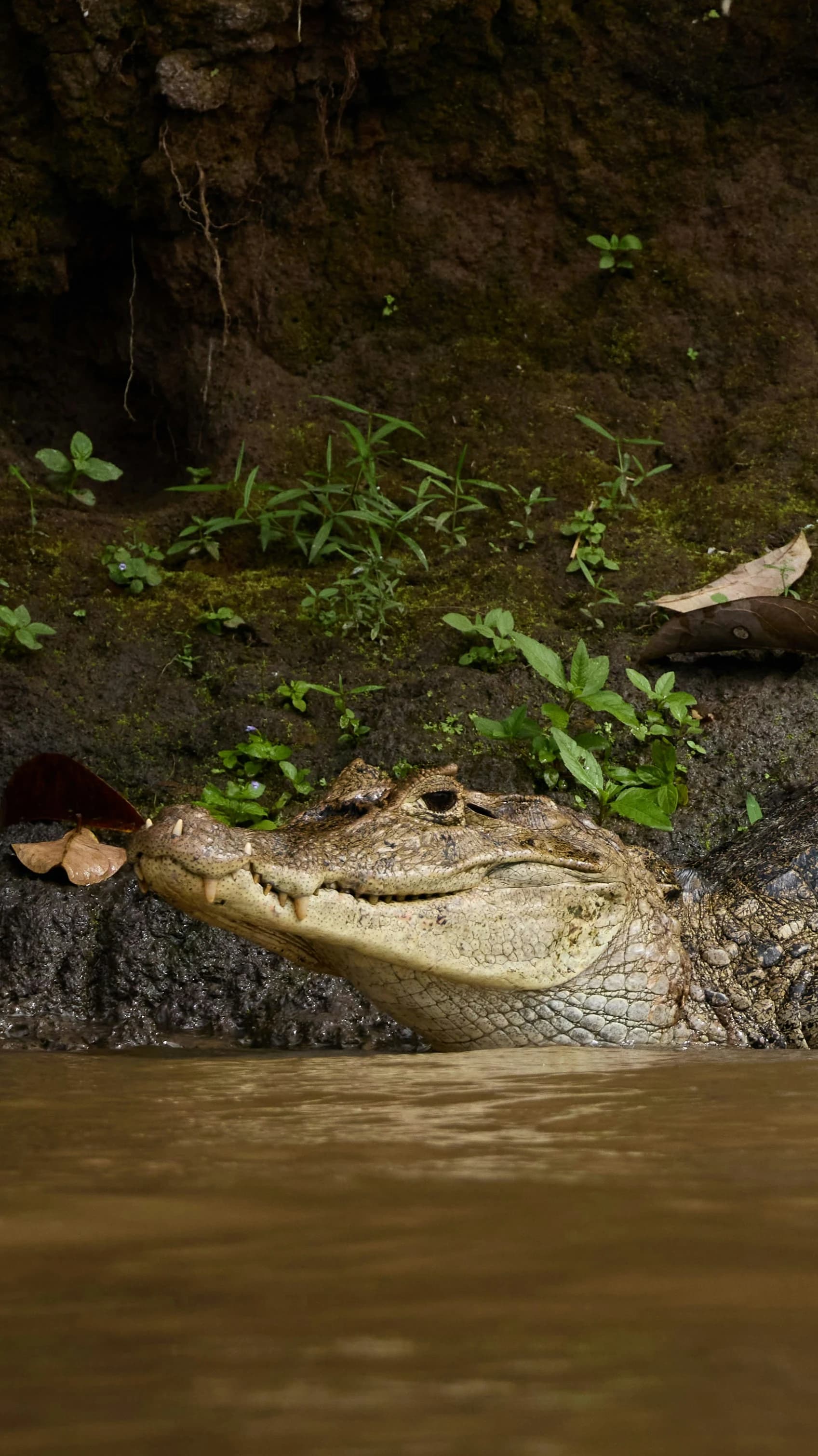 The World's Largest Wetland — Pantanal